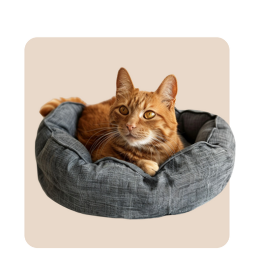 "Mr. Waggy cat beds collection – plush, cozy beds for comfortable naptime"