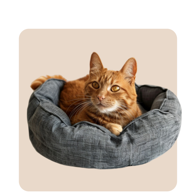"Mr. Waggy cat beds collection – plush, cozy beds for comfortable naptime"