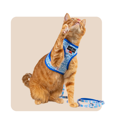 "Mr. Waggy cat collars, leashes and harnesses collection – secure gear for walks and everyday wear"