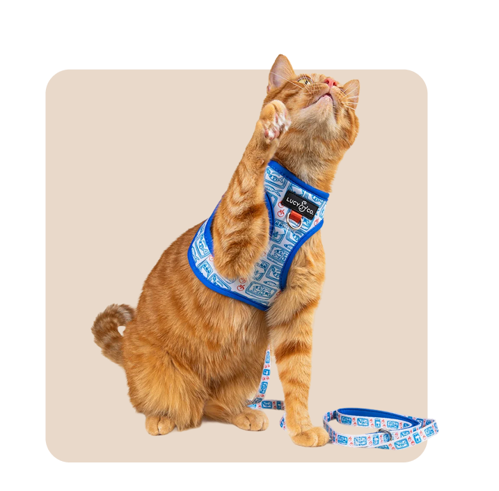 "Mr. Waggy cat collars, leashes and harnesses collection – secure gear for walks and everyday wear"