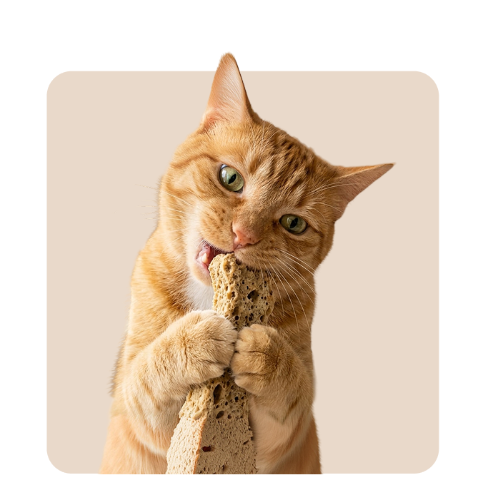 "Mr. Waggy cat dental treats collection – crunchy rewards that support oral health"