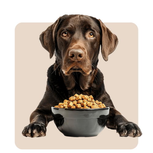 "Mr. Waggy dog food collection – dry, wet and specialty formulas for every life stage"