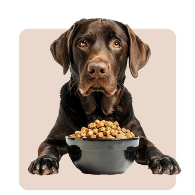 "Mr. Waggy dog food collection – dry, wet and specialty formulas for every life stage"