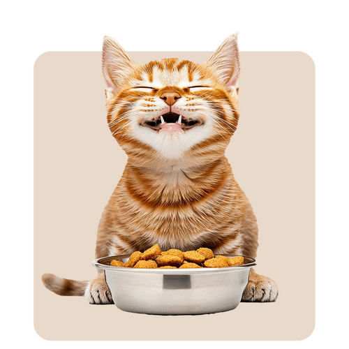 Tabby cat eating cat food from a ceramic bowl