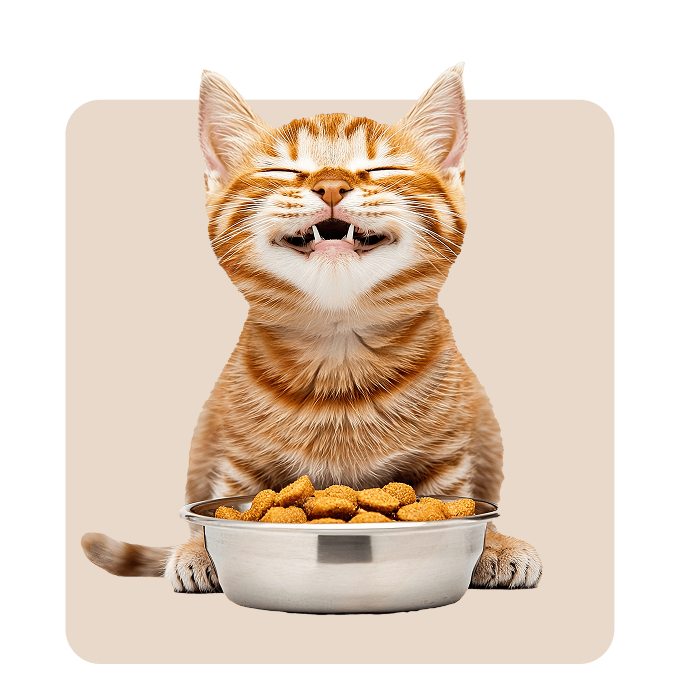 Tabby cat eating cat food from a ceramic bowl
