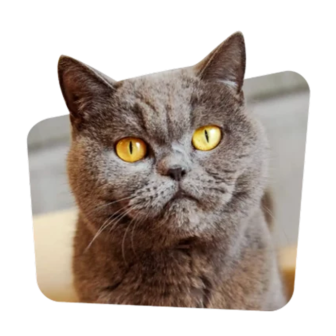 "Mr. Waggy veterinary diet cat food collection – prescription and therapeutic formulas"