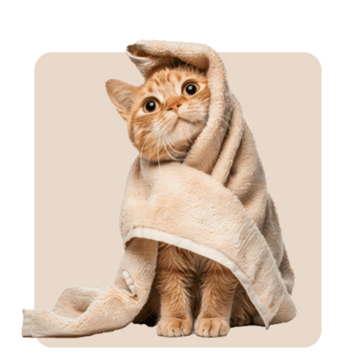 "Mr. Waggy cat grooming collection – brushes, shampoos and tools for coat care"