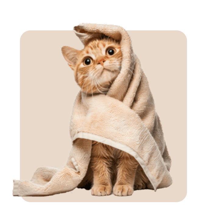 "Mr. Waggy cat grooming collection – brushes, shampoos and tools for coat care"