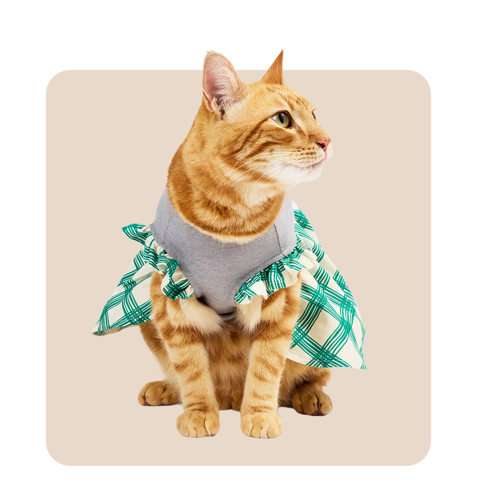 "Mr. Waggy cat clothes collection – cozy sweaters, costumes and everyday outfits"