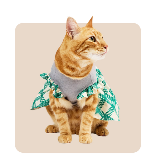"Mr. Waggy cat clothes collection – cozy sweaters, costumes and everyday outfits"