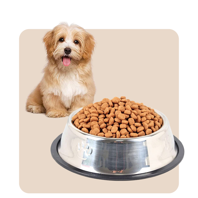 "Mr. Waggy dog supplies collection – food, treats, toys, gear and health essentials"
