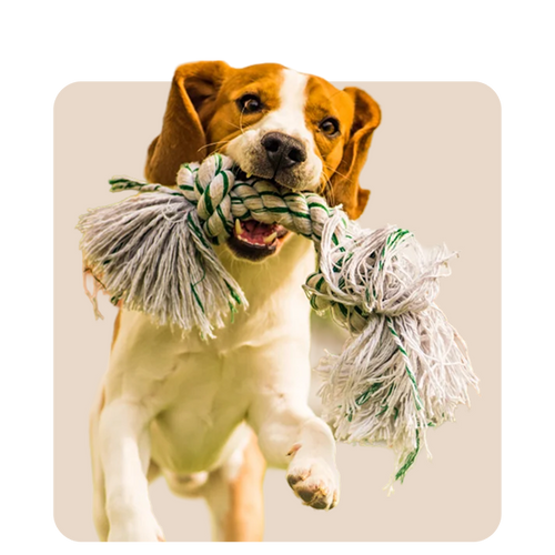 "Mr. Waggy dog toys collection – durable and interactive toys for active play"