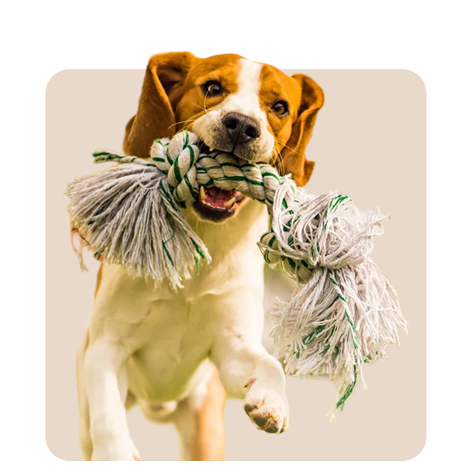 "Mr. Waggy dog toys collection – durable and interactive toys for active play"