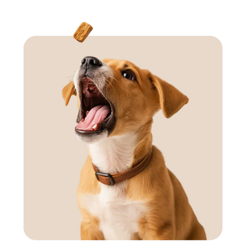 "Mr. Waggy dog treats collection – healthy and natural rewards for dogs"