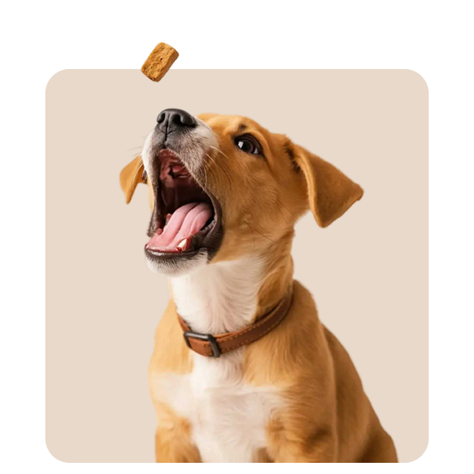 "Mr. Waggy dog treats collection – healthy and natural rewards for dogs"