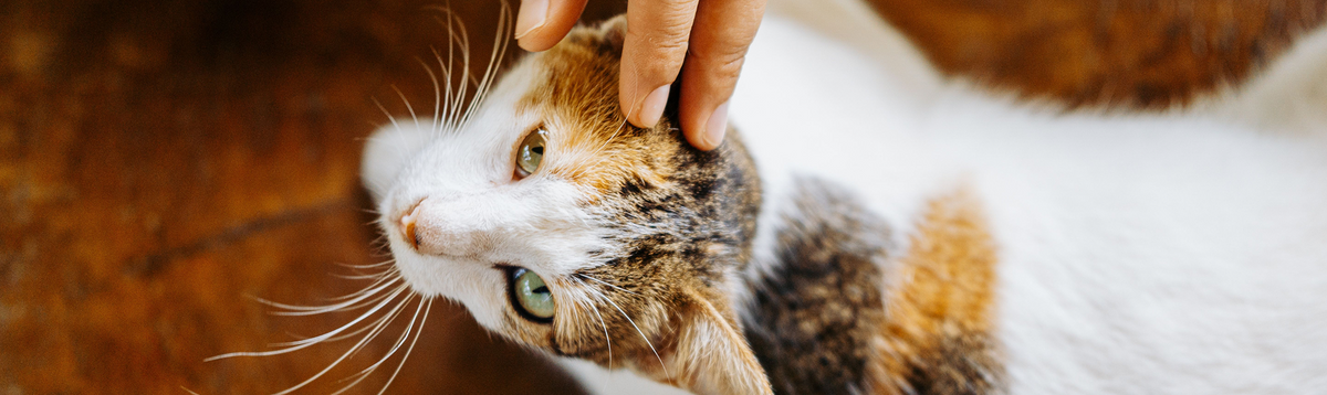"Mr. Waggy for cats collection – food, treats, toys, litter and health essentials"