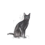Royal Canin Sterilised Adult Dry Cat Food for Weight Control