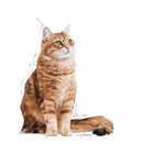 Royal Canin Digestive Care Cat Food