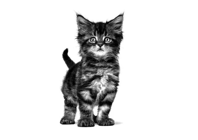 Royal Canin Gastrointestinal Kitten Food for Sensitive Digestion