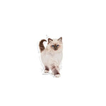 Royal Canin Kitten Dry Cat Food for Growing Kittens