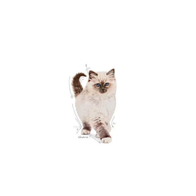 Royal Canin Kitten Dry Cat Food for Growing Kittens