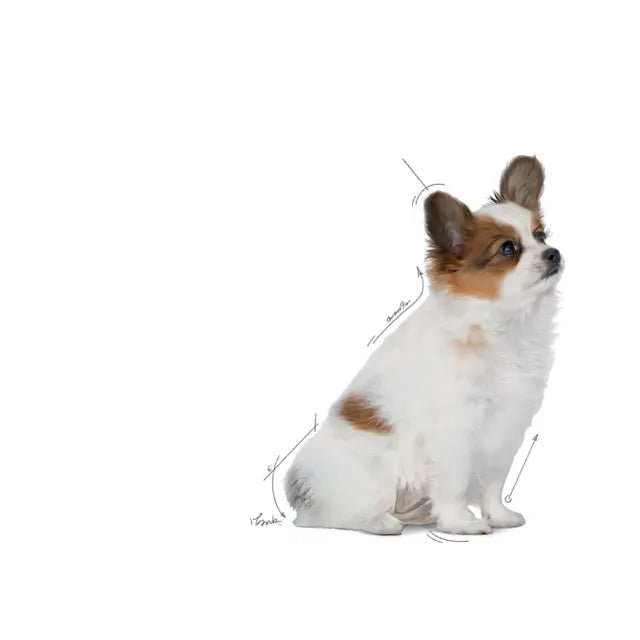 Image alt