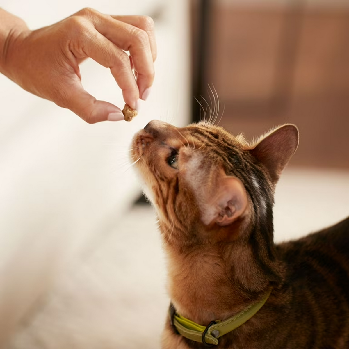 Soft & Crunchy Treats
