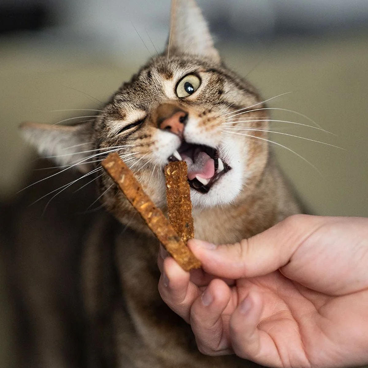 Cat Dental Treats