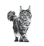 Royal Canin Sensitivity Control Chicken with Rice Wet Food for Cats