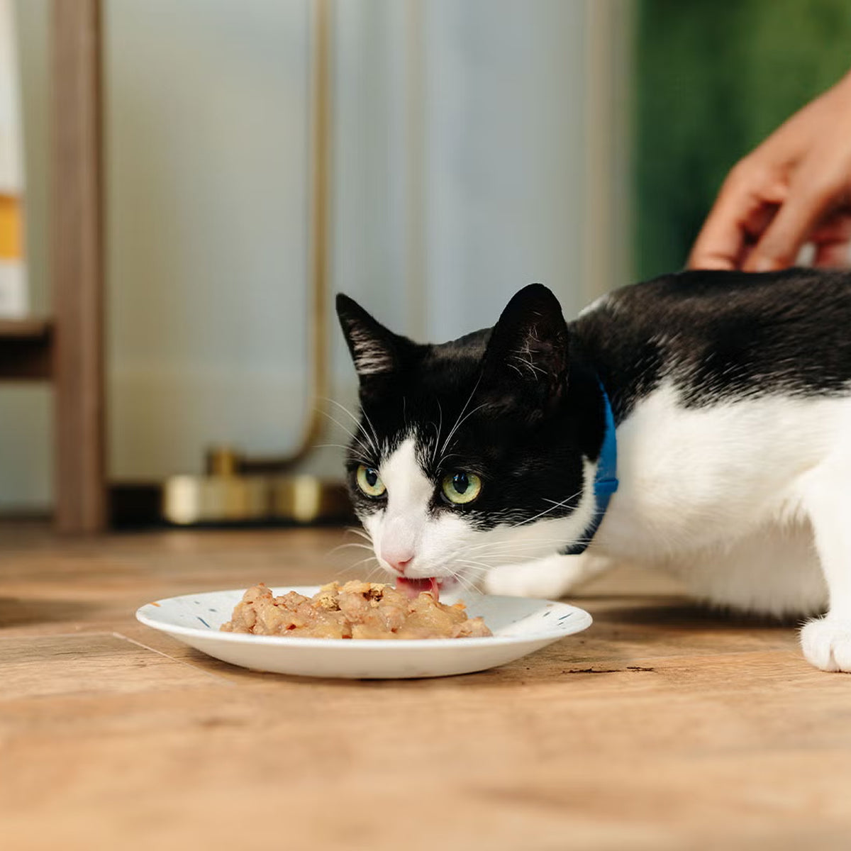Wet Cat Food