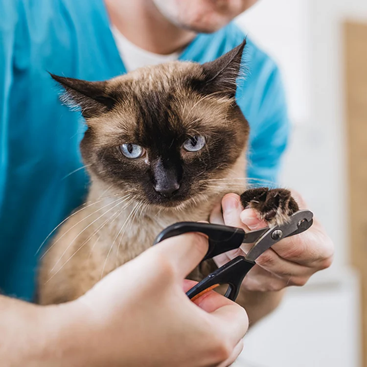 Cat Grooming