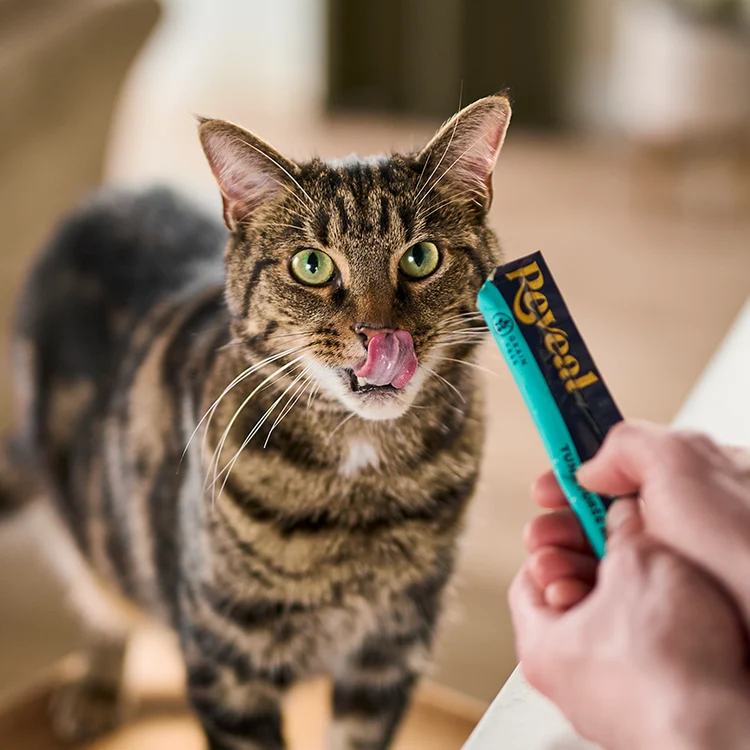 Cat Treats