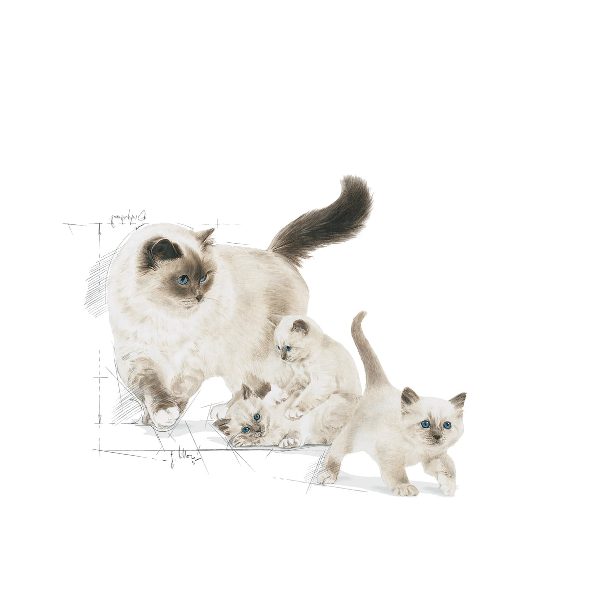 Royal Canin Mother and Babycat Dry Cat Food for Queens and Kittens